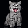 41cc00b012506b1005ae-avatar-image-100x
